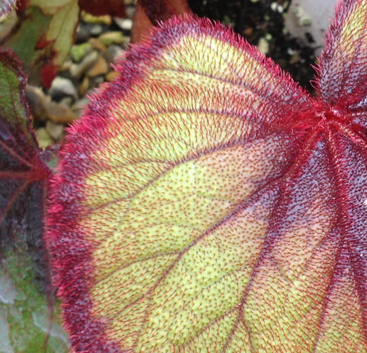 An example of green to red/purple colour gradients in the plant world.