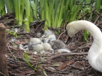Mum swan and chicks